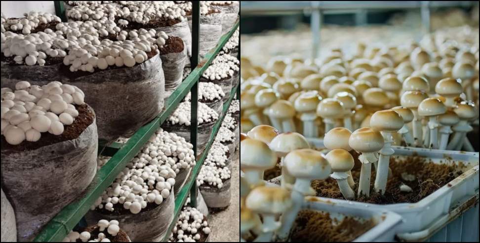 अल्मोड़ा मशरूम विलेज: Devlikhan Village in Almora to Be Developed as Mushroom Village