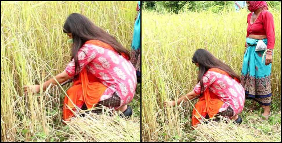 Rudraprayag News: DM Vandana harvested crop in the field