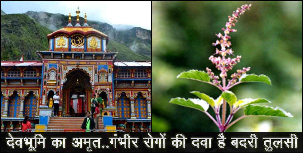 उत्तराखंड: BENEFIT OF BADRI TULSI BADRINATH