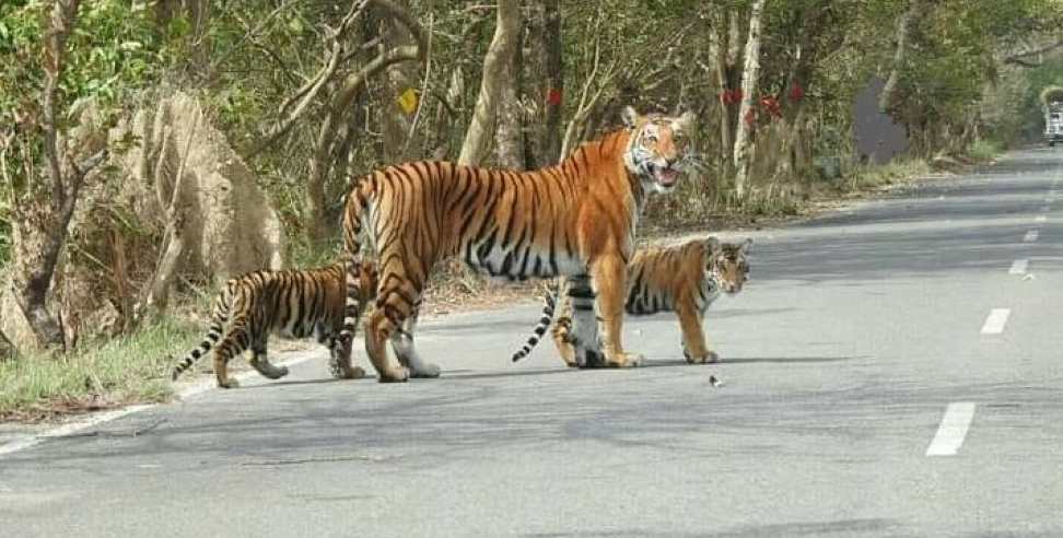 Nandhaur Forest Sanctuary: Tigress and two cubs in Nandhaur forest reserve