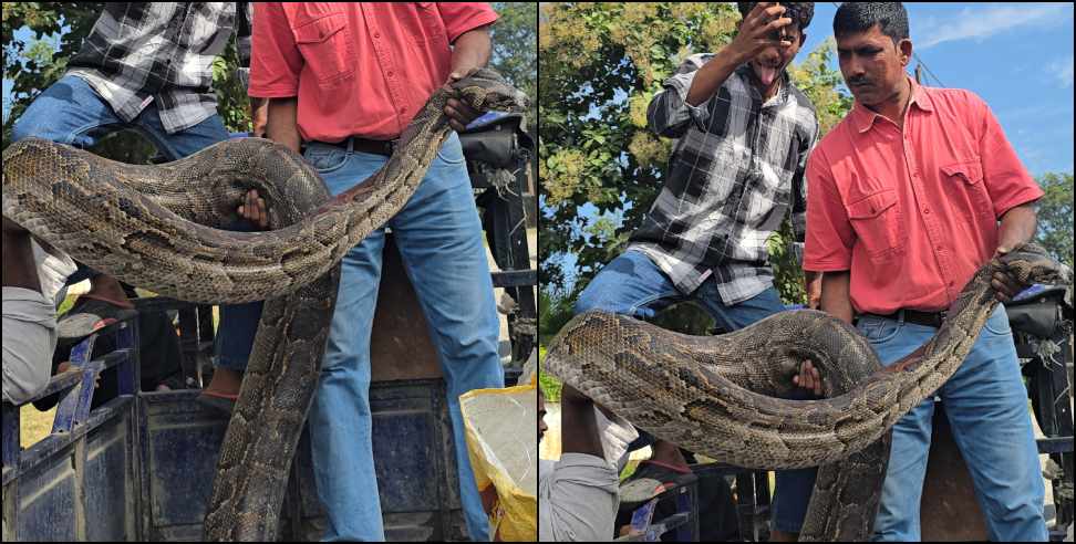 giant python entered populated area of   Ramnagar