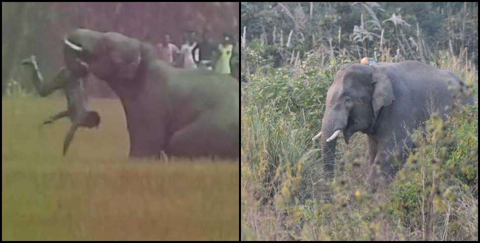 Dehradun Elephant: Elephant kills youth in dehradun jungle