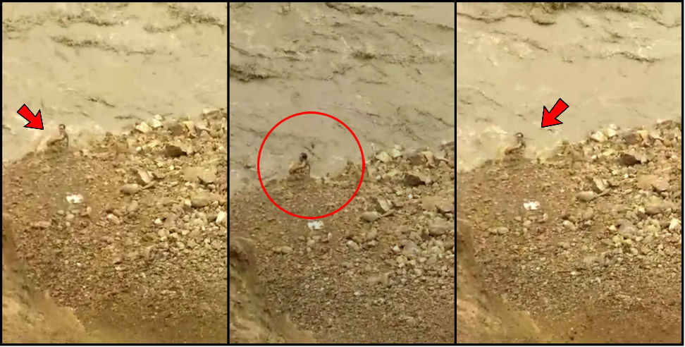 उत्तराखंड न्यूज: young man drowned in Alaknanda River