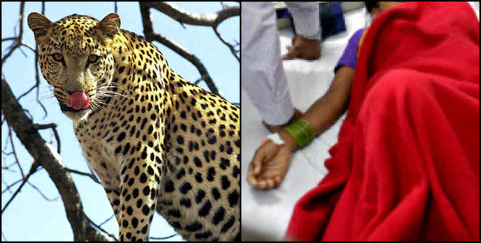 Leopard attack: Leopard attacked on women in pithoragarh