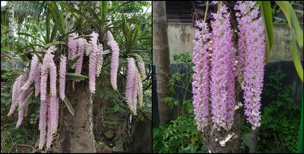 Foxtail Orchid Uttarkashi: Foxtail orchid blooming in Uttarkashi