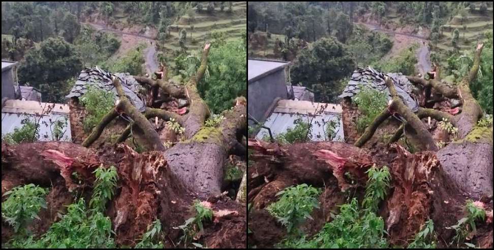 Bageshwar News: Giant tree fell on house in Bageshwar