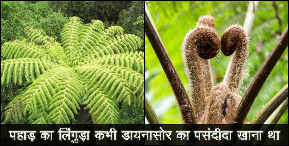 linguda furn tree uttarakhand dianasor food