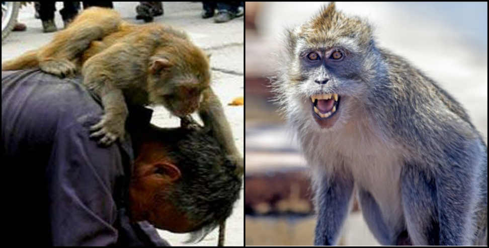 Wildlife board: Public gets big relief from monkey terror in Uttarakhand