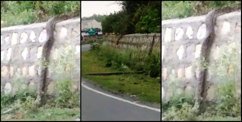 Dehradun Python: Giant python shown crawling on road dehradun