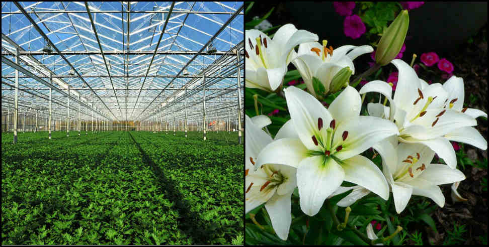 flower farming: Migrating from mountainous areas will stop the promotion of flower farming