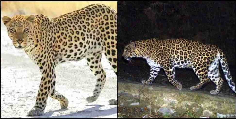 Leopard in Mussoorie: Leopard seen in Mussoorie video viral