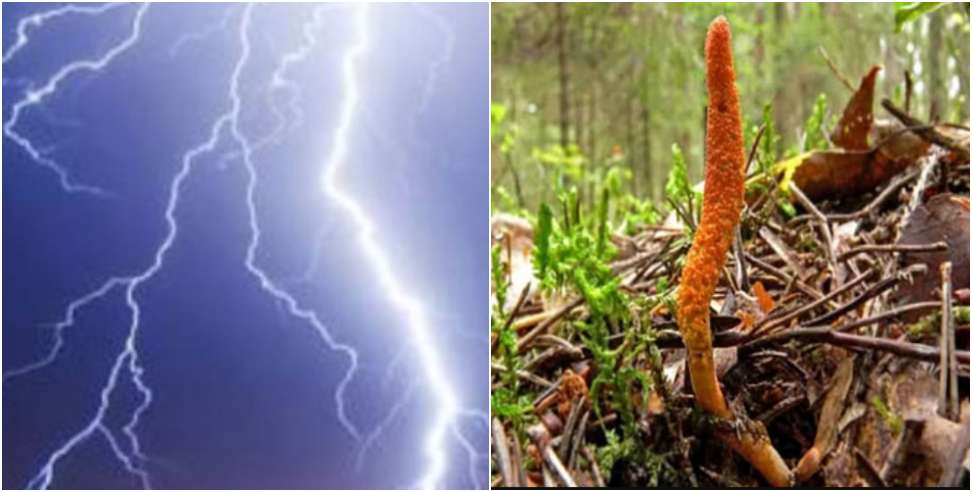 Death Due to Lightning: Two Youths Died Due To Lightning In Pithoragarh