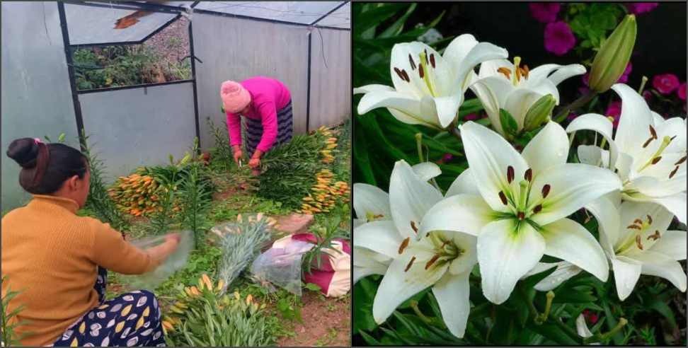 Chamoli Lilium cultivation: Farmers are cultivating Lilium in Chamoli district