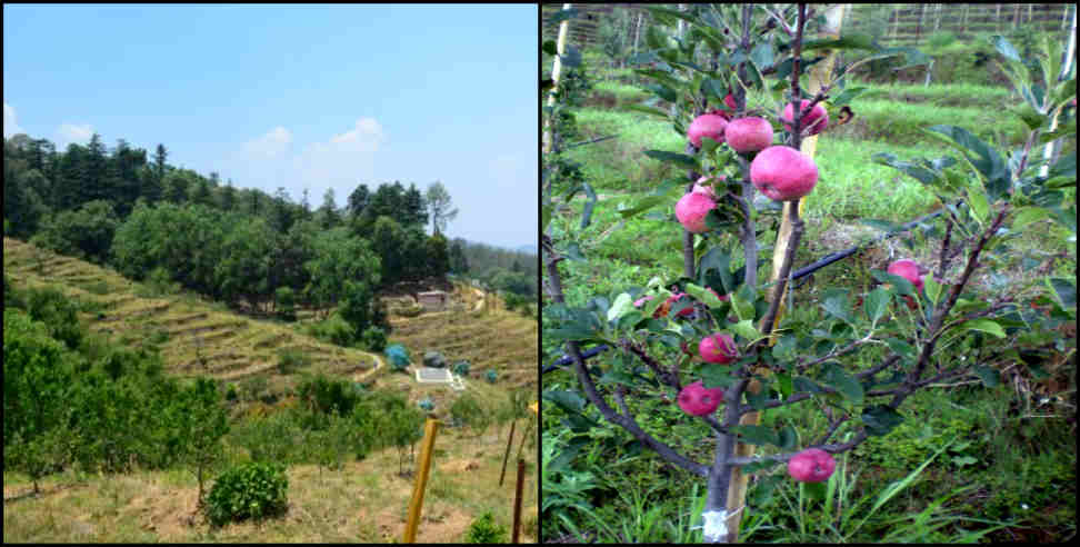 Chaubatia apple orchard almora: Chaubatia apple orchard almora