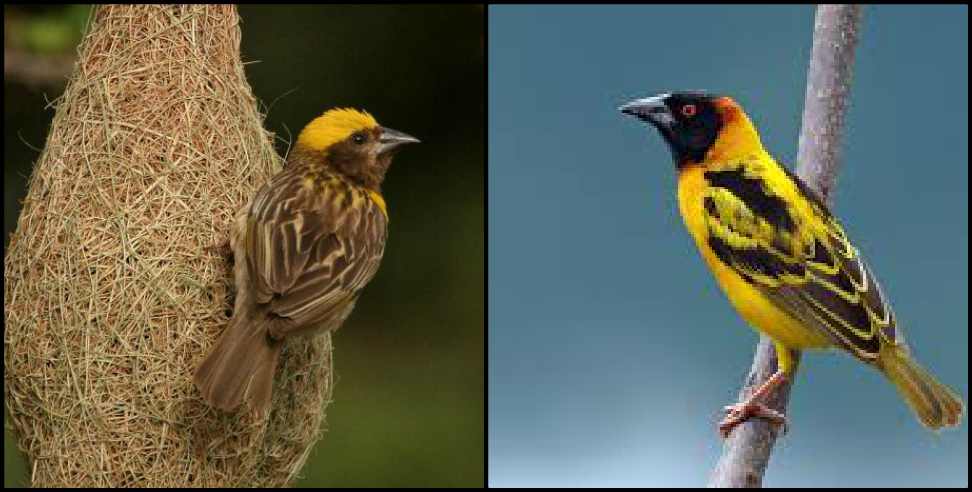 finn weaver bird uttarakhand: finn weaver bird in uttarakhand