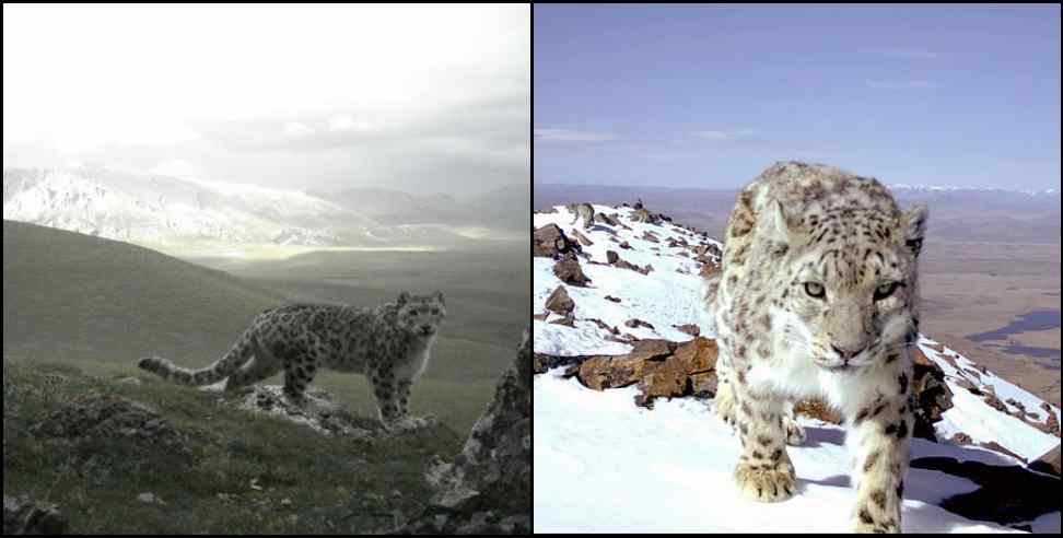 chamoli snow leopard: Snow Leopard in Chamoli District