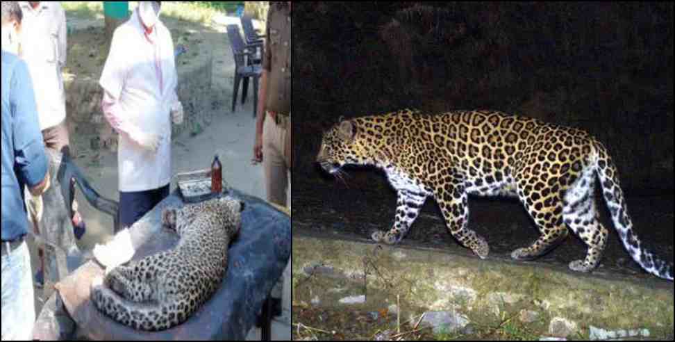 haridwar highway leopard cub: Vehicle hit leopard Cub in Haridwar Shyampur