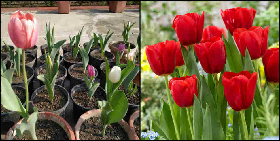 उत्तराखंड: Tulip flower in haldwani