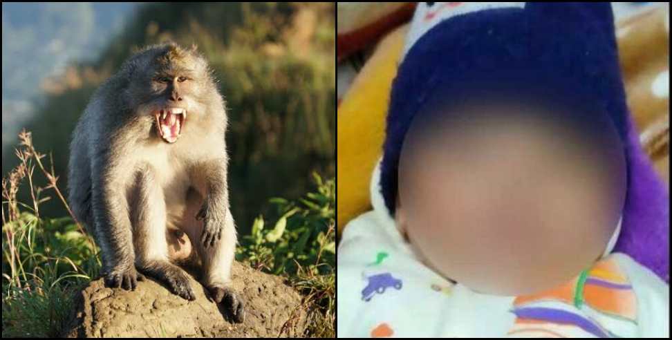 champawat Monkey killed child: Monkey killed 3 month old kid in champawat