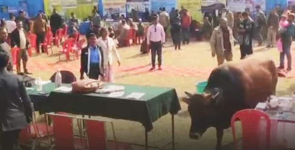 जन जन की सरकार जन जन के द्वार: Stray bull disrupted Jan-jan ki Sarkar outreach program