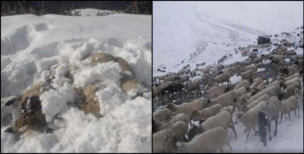 Pithoragarh News: More than 100 sheep and goats died due to slipping snow in Munsiyari