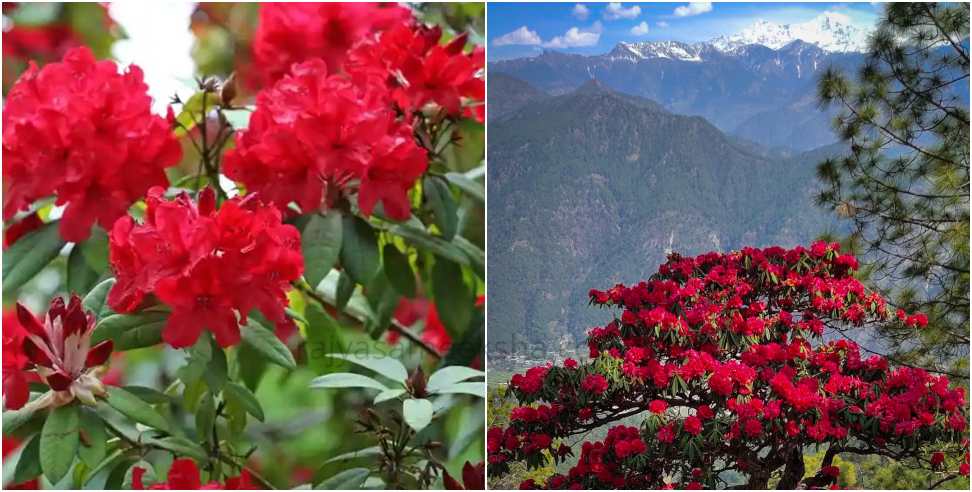 Buransh Garden built in Munsiyari: First Buransh Garden of Uttarakhand built in Munsiyari