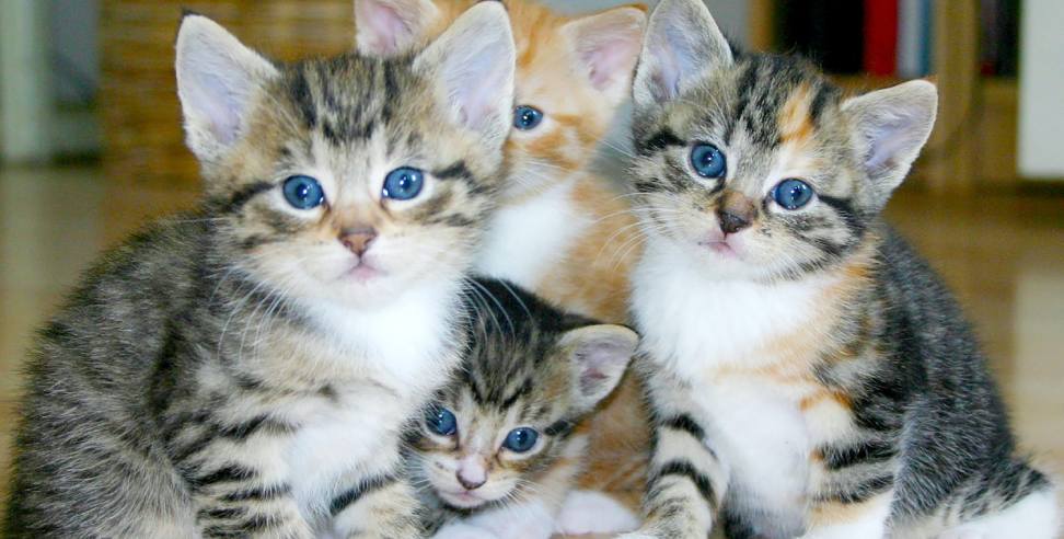 Family feud over kittens: Family feud over kittens in Dehradun