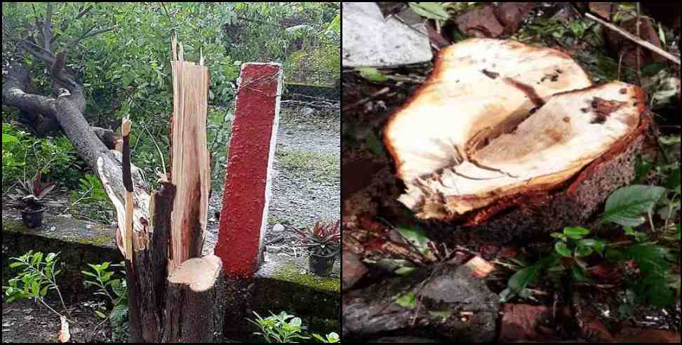 uttarakhand sandalwood smugglers: Smugglers steal sandalwood trees in Ramnagar