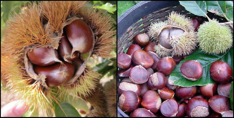 Pangar fruit: Benefit of Chestnut fruit uttarakhand