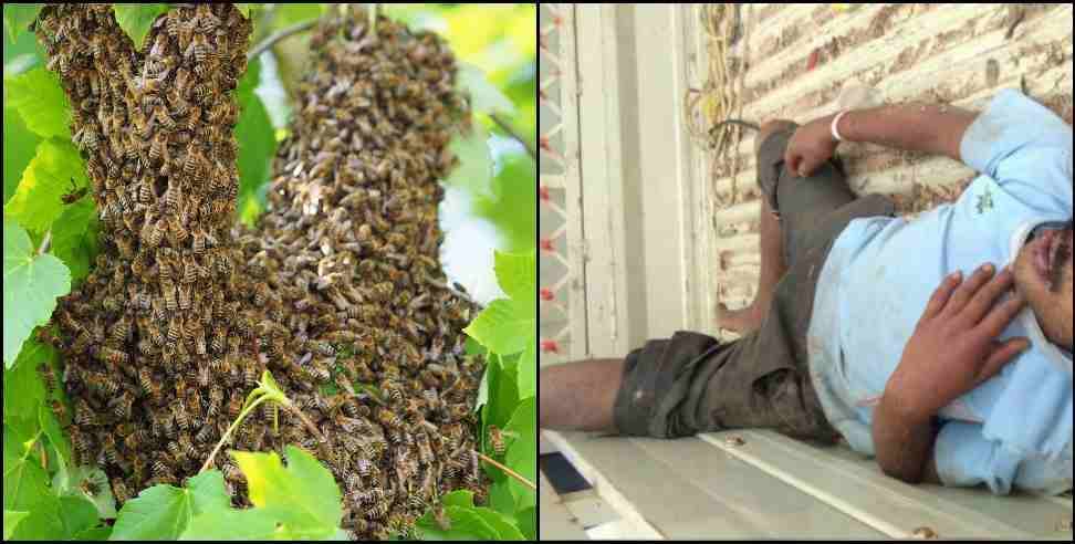Nanakmatta Rajan Mridha Bee Attack: Rajan dies in bee attack in Nanakmatta