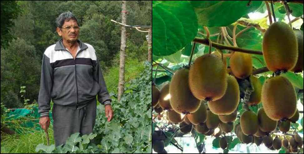 kiwi cultivation in tehri garhwal: Manglanand  started kiwi cultivation in tehri garhwal