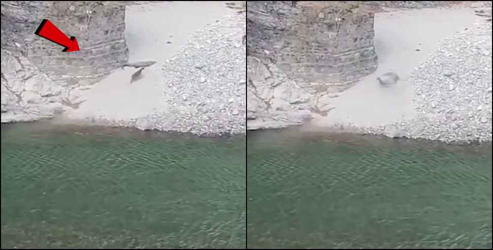 Marchula Crocodile Point video goes viral