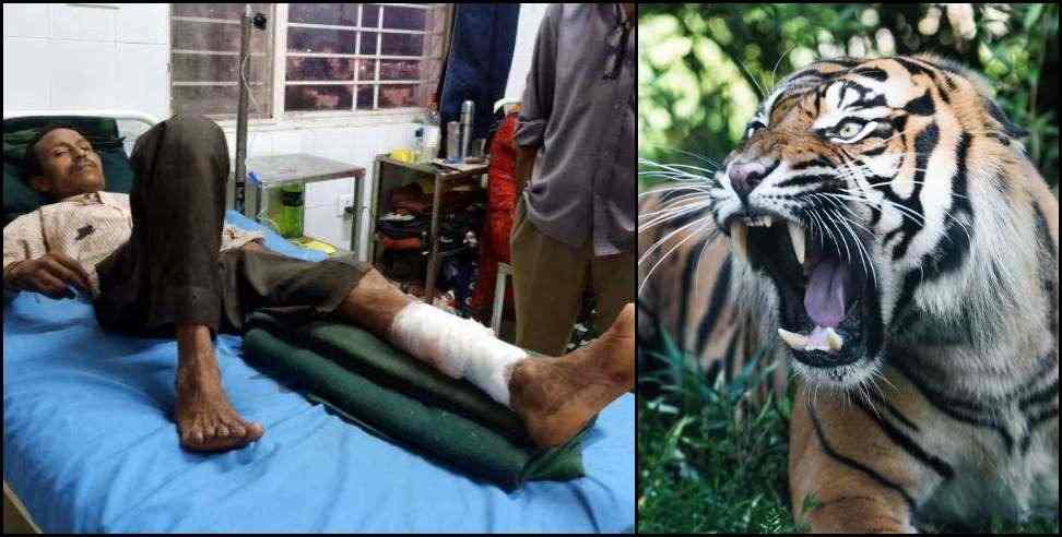 corbett national park: Tiger attacked forest workers in Corbett Tiger Reserve