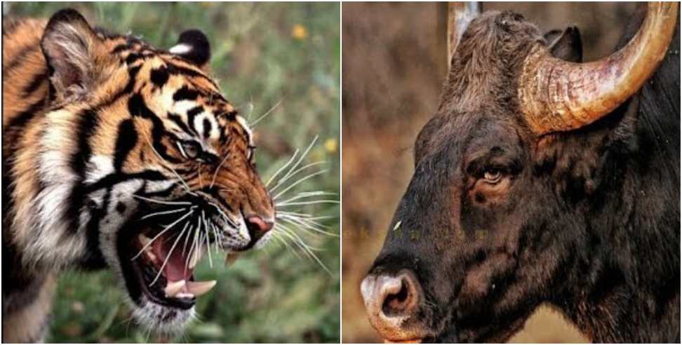Bull saves life from tiger in Corbett National Park video