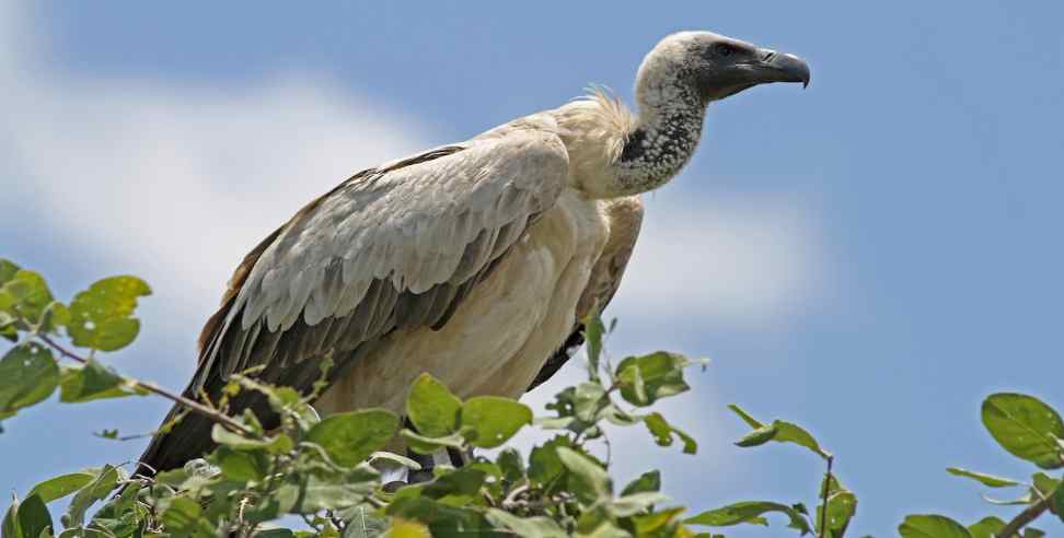 White Tailed White Vulture in Uttarakhand