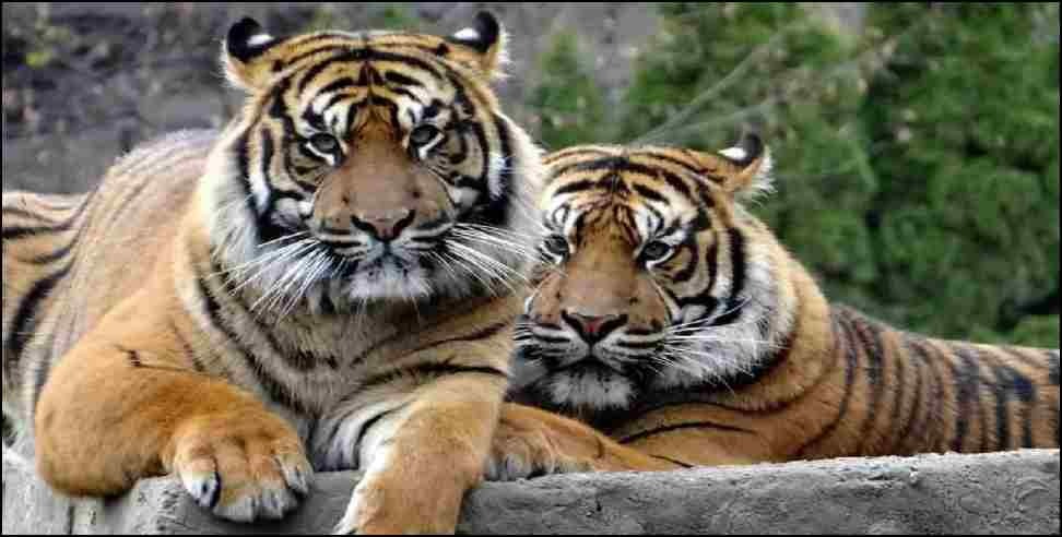 Pauri garhwal tiger  : Two tigers were seen in Kotdwar Dalla area