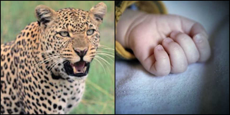 Leopard kill child: Leopard kill child in berinag