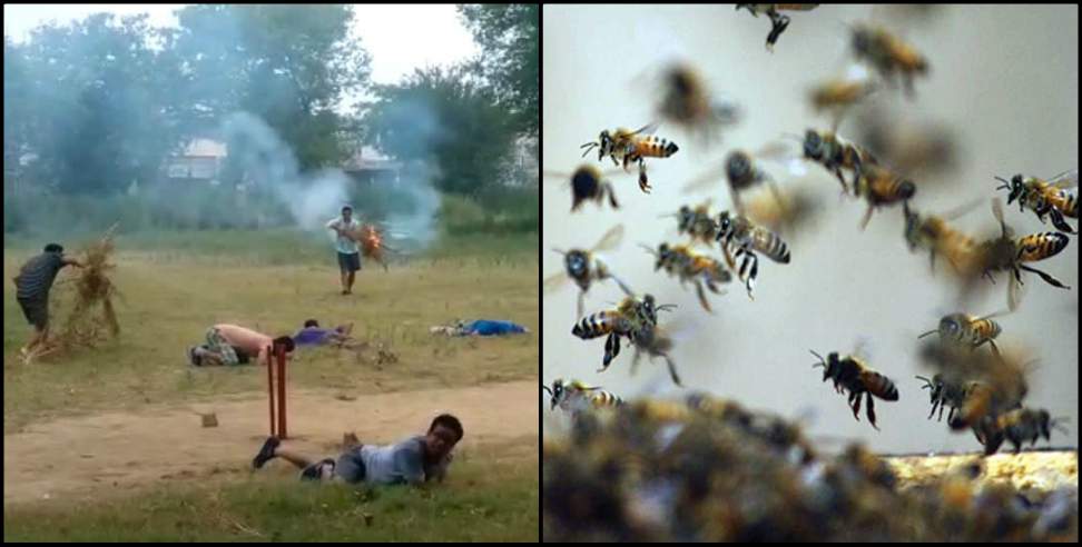 Haridwar News: Bees attack during a cricket match in Haridwar
