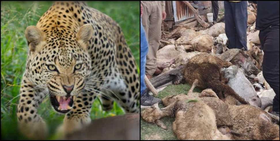 Bageshwar Leopard 13 Goats.: Leopard killed 13 goats in Uttarakhand Bageshwar
