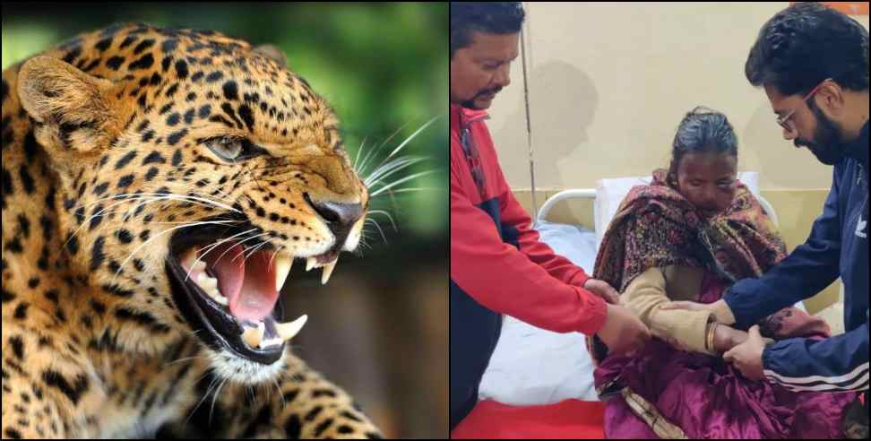 almora leopard attack: leopard attack on 3 people in almora dwarahat