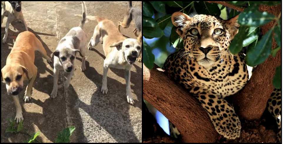 Leopard viral video Pauri : Guldar climbed the tree after getting scared of dogs video goes viral