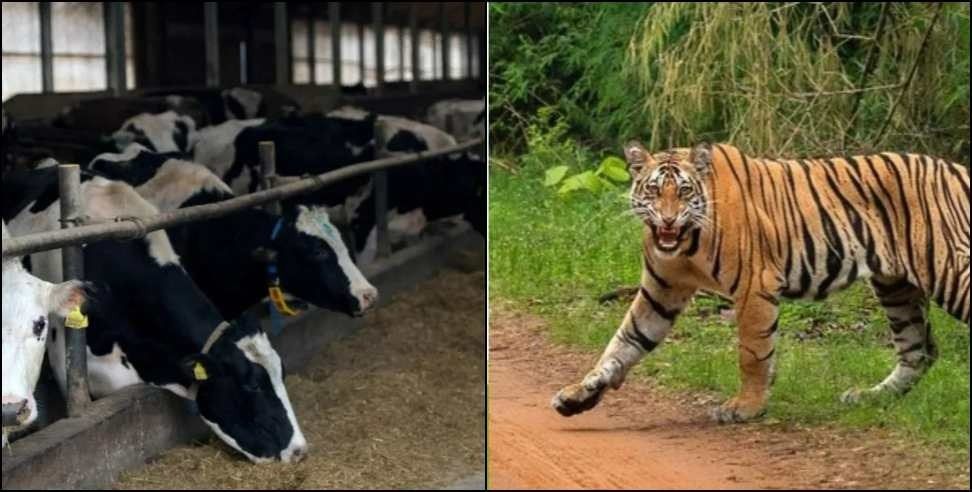 Uttarakhand tiger killed 8 cow: Tiger killed 8 cow in Nainital Ramnagar