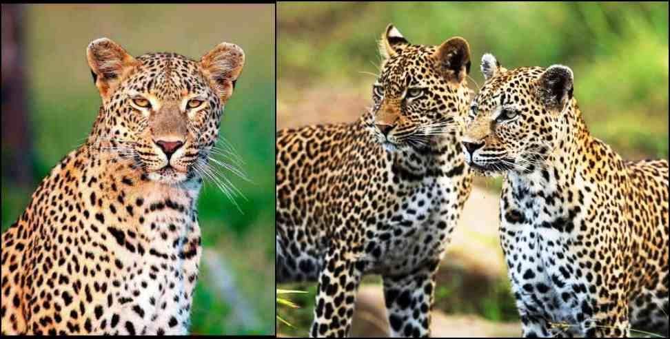 Pithoragarh three leopards: Three leopards seen in Pithoragarh Kusauli village