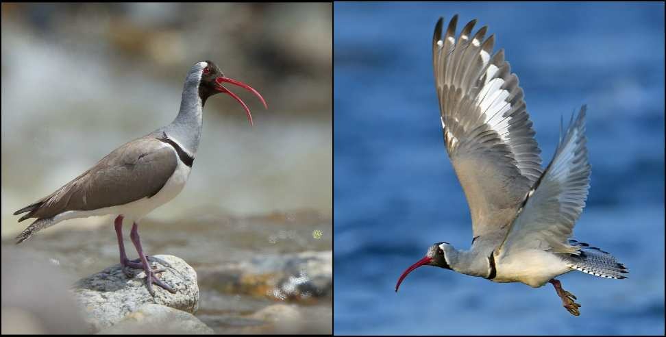 Uttarakhand Ibisbill Bird: Ibisbill Bird in Uttarakhand Harshil Valley