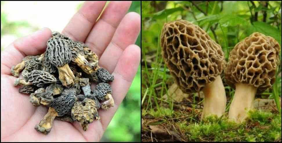 gucchi vegetable: All you need to know about Gucchi Vegetable most expensive vegetable