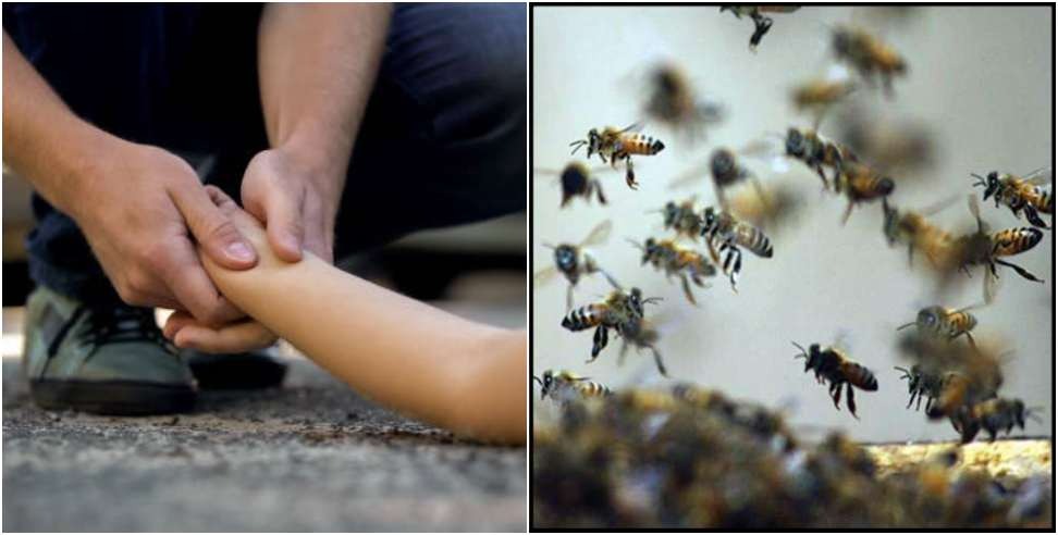 Champawat bee attack : Bees attack on family in Champawat