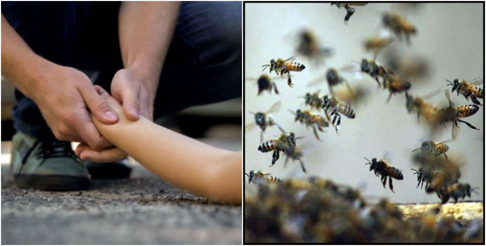 Bees attack on family in Champawat