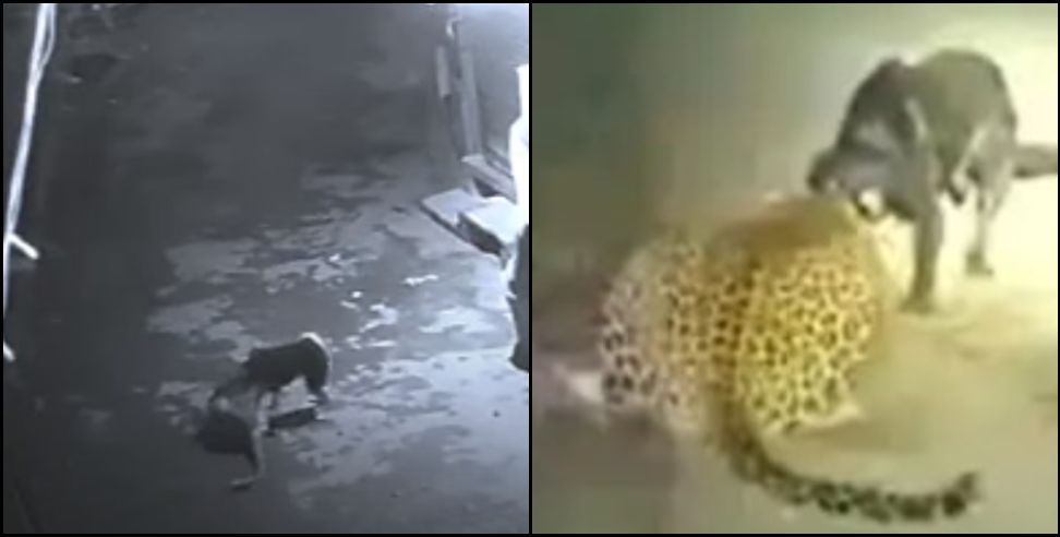 champawat leopard dog fight video: Fight video between pet dog and leopard in Champawat