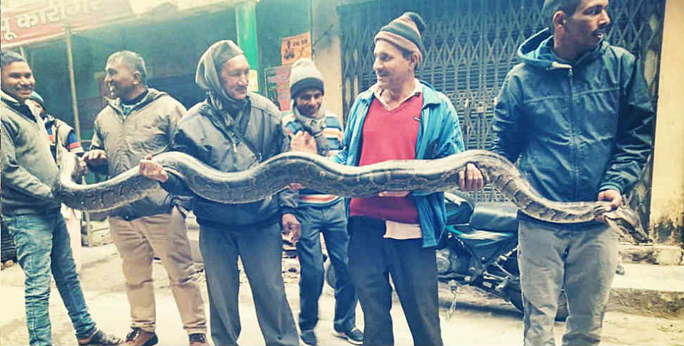 14 फुट लंबा अजगर: ALMORA SALT BLOCK 14 FOOT LONG PYTHON