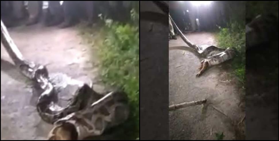 haridwar news: python swallowed the dog in haridwar
